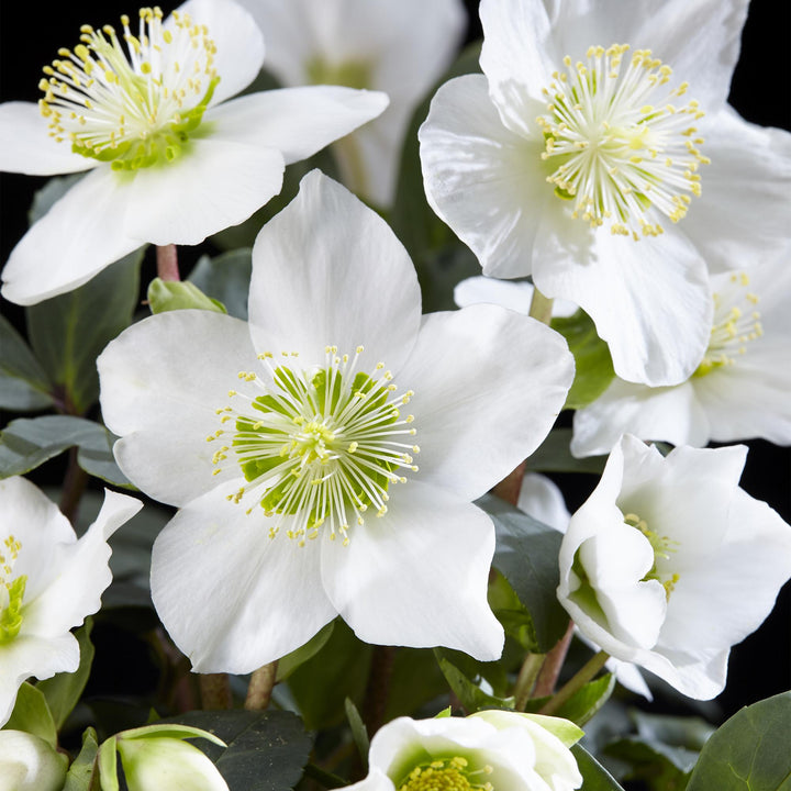 4x Helleborus niger 'Christmas Carol' Christmas Rose in 10.5cm pots - view 4