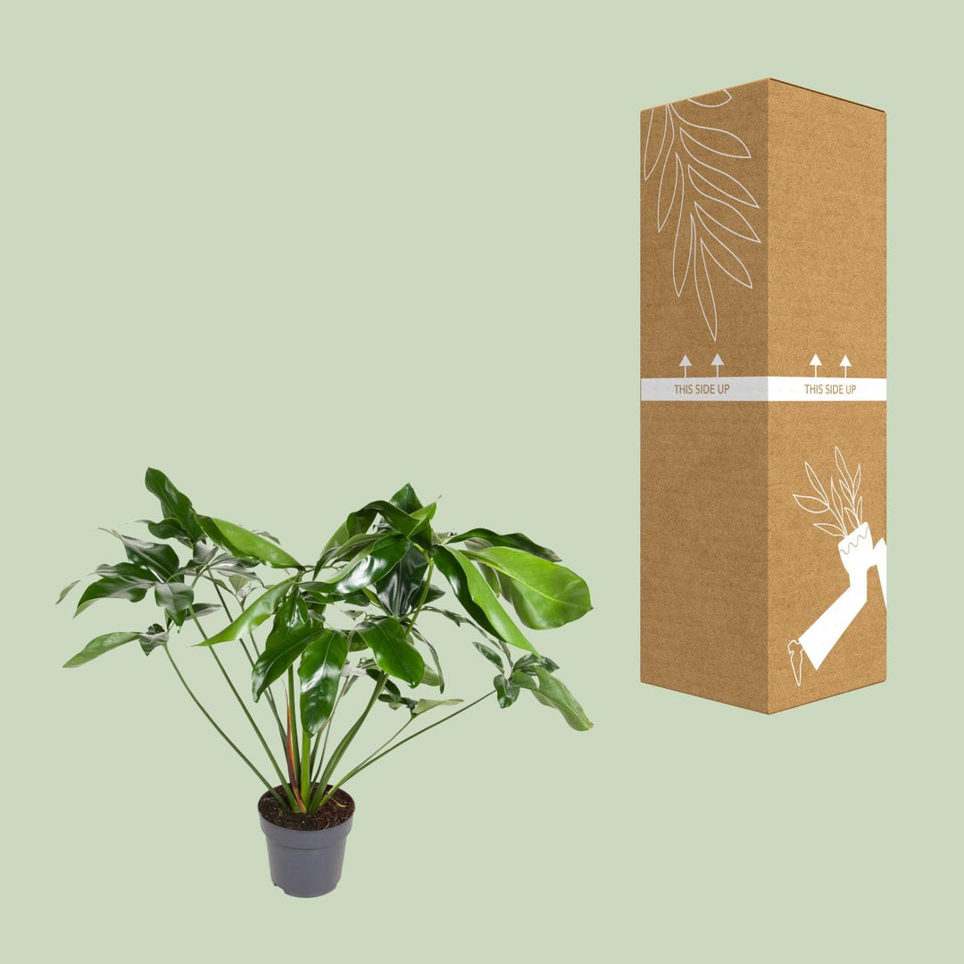 Philodendron Green Wonder indoor plant, 100cm tall in a 24cm pot, featuring lush green leaves for easy care.