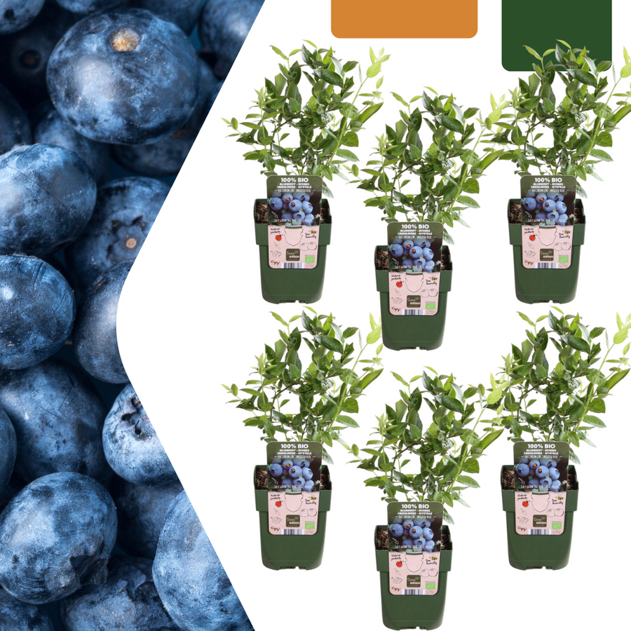6 organic blueberry plants in 13 cm pots, 20 cm tall, by Everspring, featuring lush green leaves and ripe blueberries.