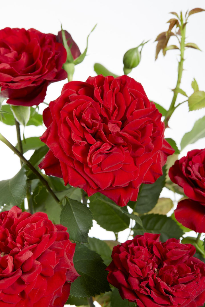 3x Rosa Crazy in Love Red - Fragrant Climbing Rose - Ø15cm - ↕65cm