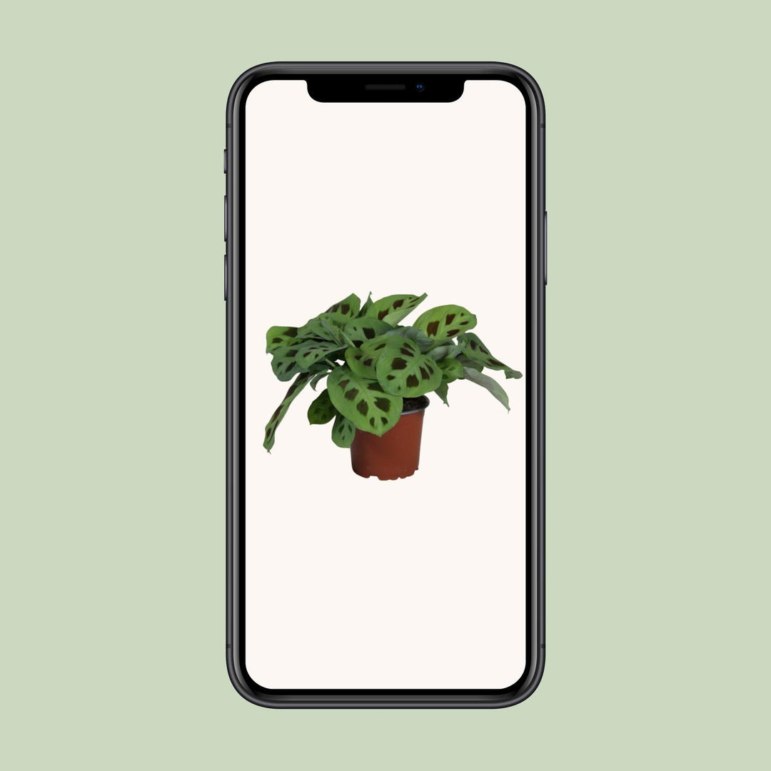 PROMO - Maranta Leuconeura Kerchoveana - Ø12cm - ↕30cm