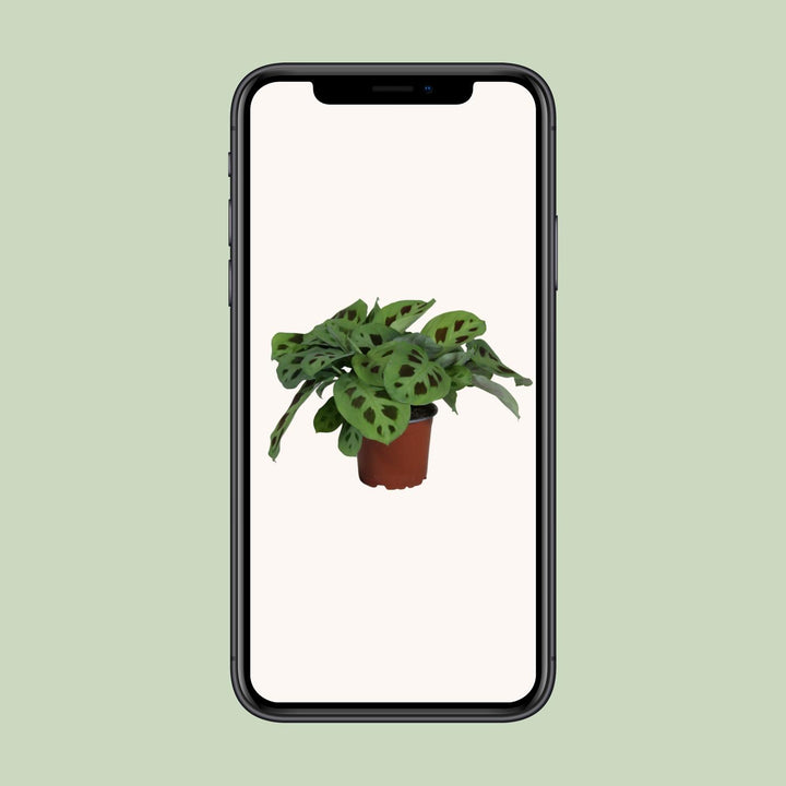 PROMO - Maranta Leuconeura Kerchoveana - Ø12cm - ↕30cm