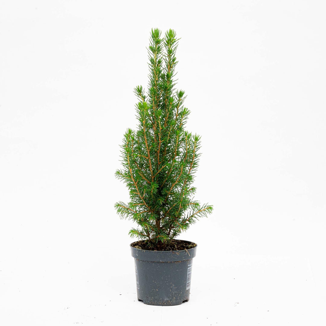 Three mini Christmas trees, Picea Glauca Perfecta, 25-30cm, compact green plants for holiday decorating - Everspring.