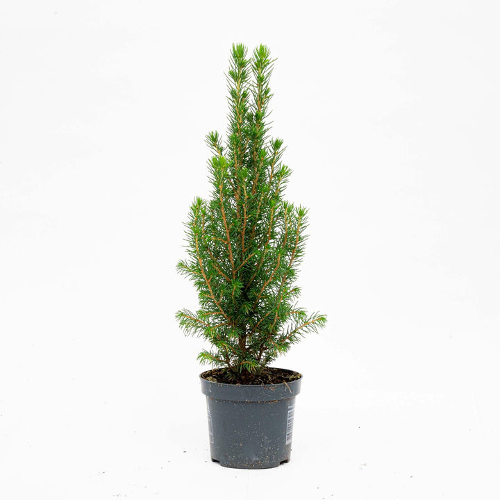 Three mini Christmas trees, Picea Glauca Perfecta, 25-30cm, compact green plants for holiday decorating - Everspring.