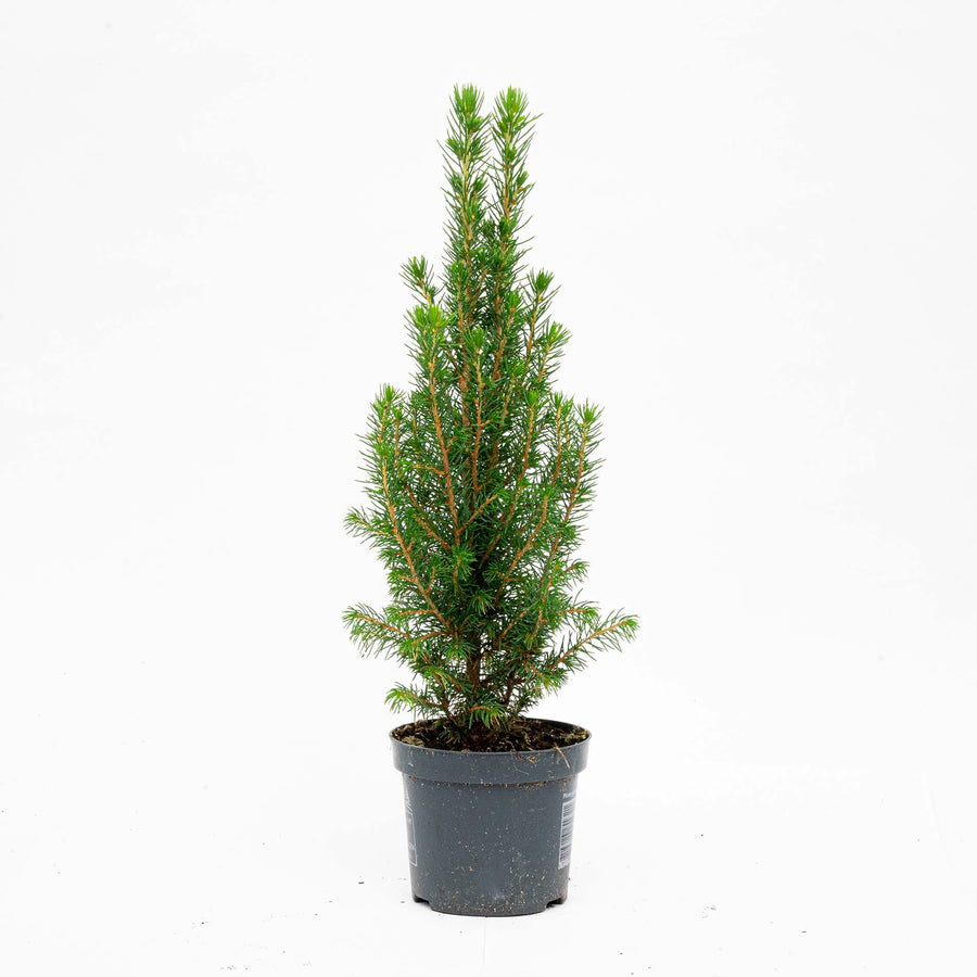 Three mini Christmas trees, Picea Glauca Perfecta, 25-30cm, compact green plants for holiday decorating - Everspring.
