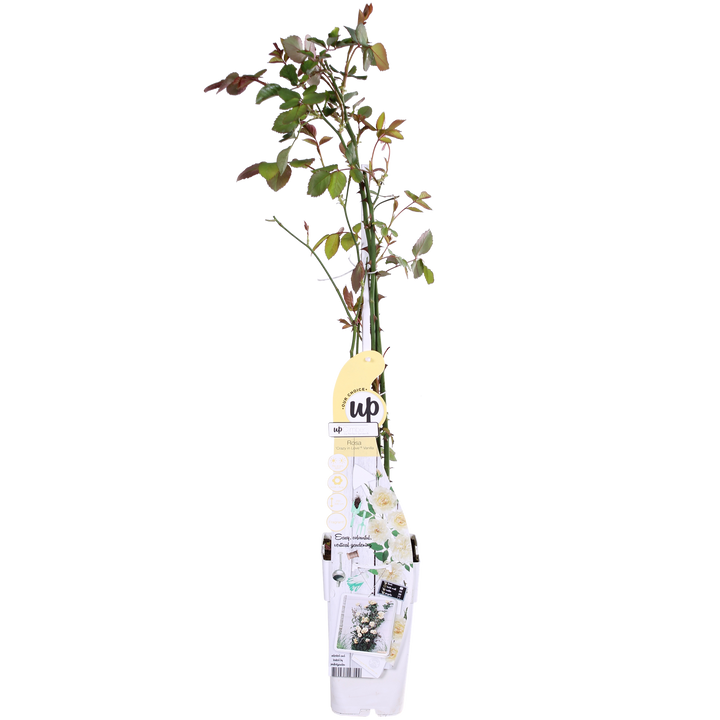 3x Rosa Crazy in Love Vanilla - Creamy White Climbing Rose - Ø15cm - ↕65cm