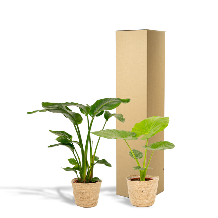 Strelitzia Nicolai & Alocasia Macrorrhiza Duo with Selin Basket: Your Instant Tropical Oasis – Buy Now!