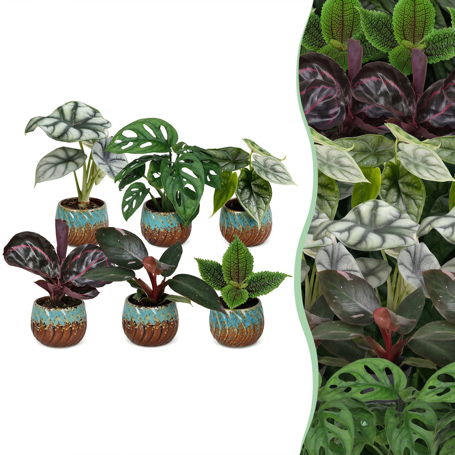 6x Baby Jungle Mix tropical indoor plants in Ø6cm growing pots