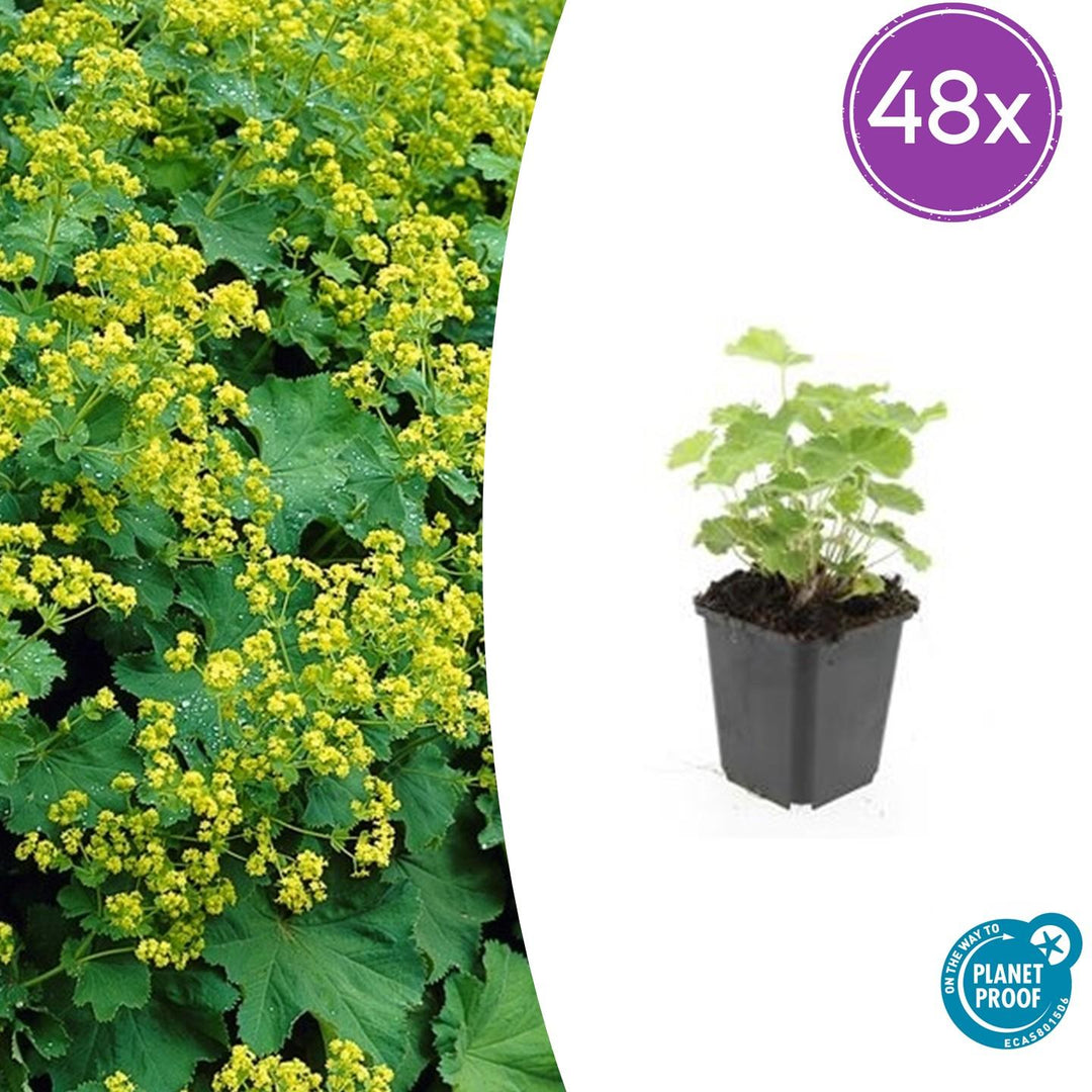 48x Alchemilla mollis Lady's Mantle - 9cm Pot - 10-25cm Height