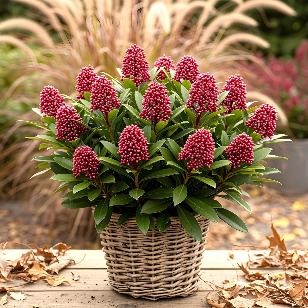 Pack of 3 Skimmia japonica 'Rubella' plants in 10.5cm pots, 25cm tall - view 4
