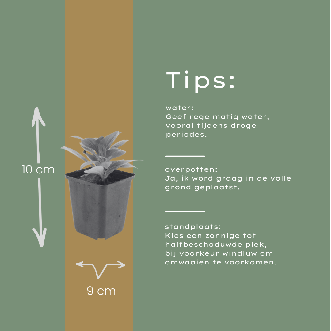 6x Aster frikartii 'Monch' - ↕10-25cm - Ø9cm