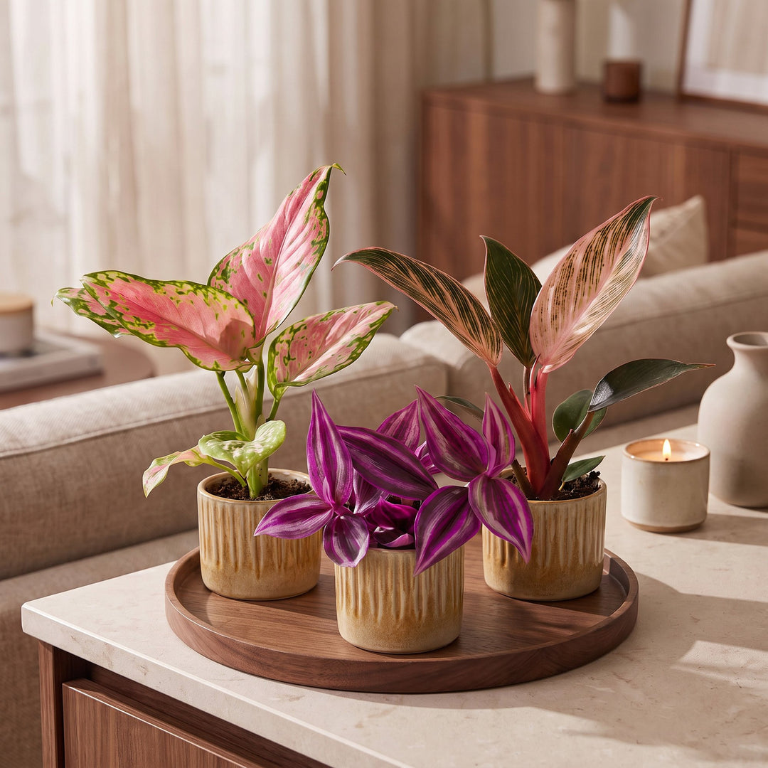 Baby Paradise Mix, 3 tropical houseplants in 6cm pots, image 3