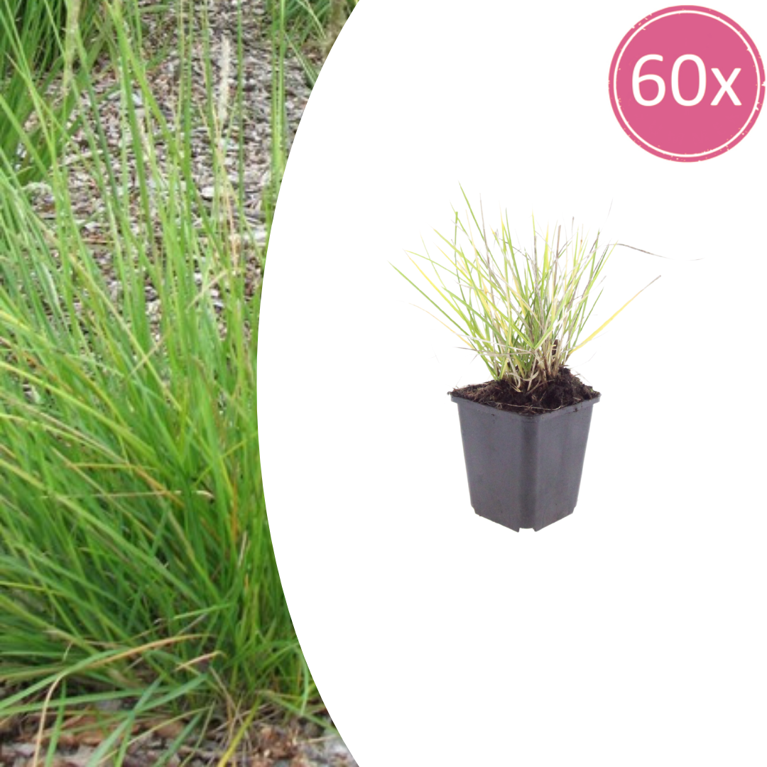 60x Sesleria autumnalis - ↕10-25cm - Ø9cm