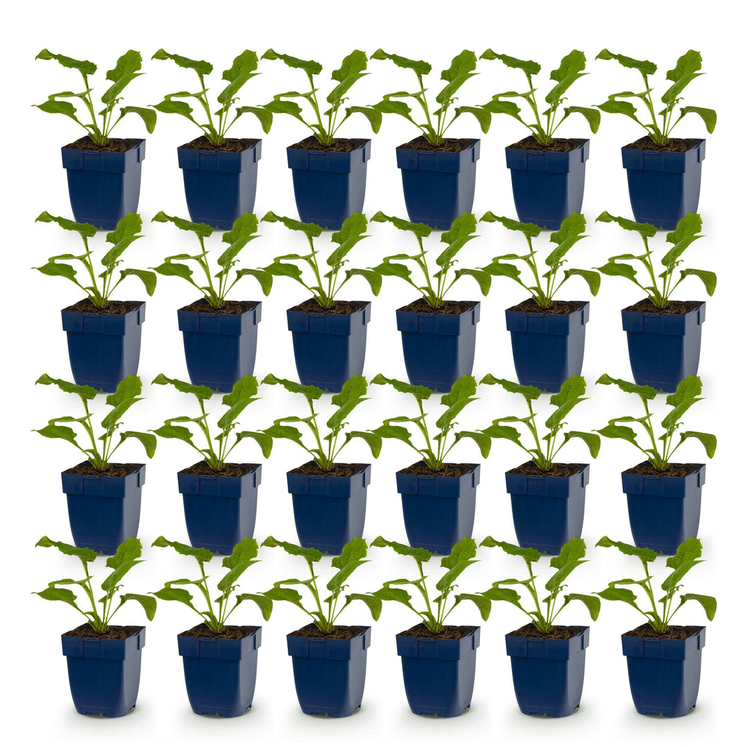 24x Echinacea purpurea Magnus coneflower plants in 11cm pots - view 2
