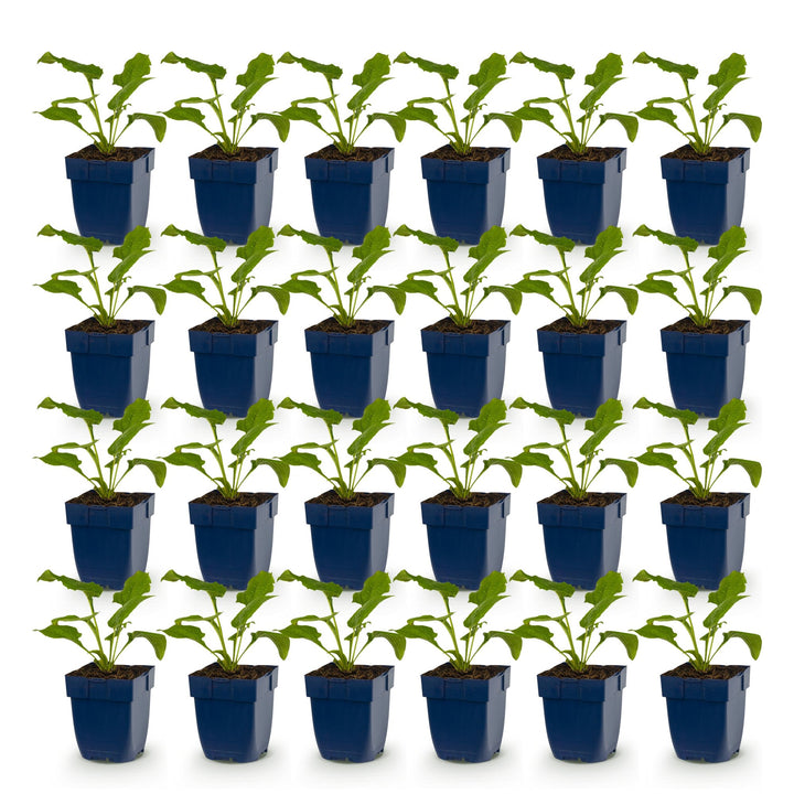24x Echinacea purpurea Magnus coneflower plants in 11cm pots - view 2