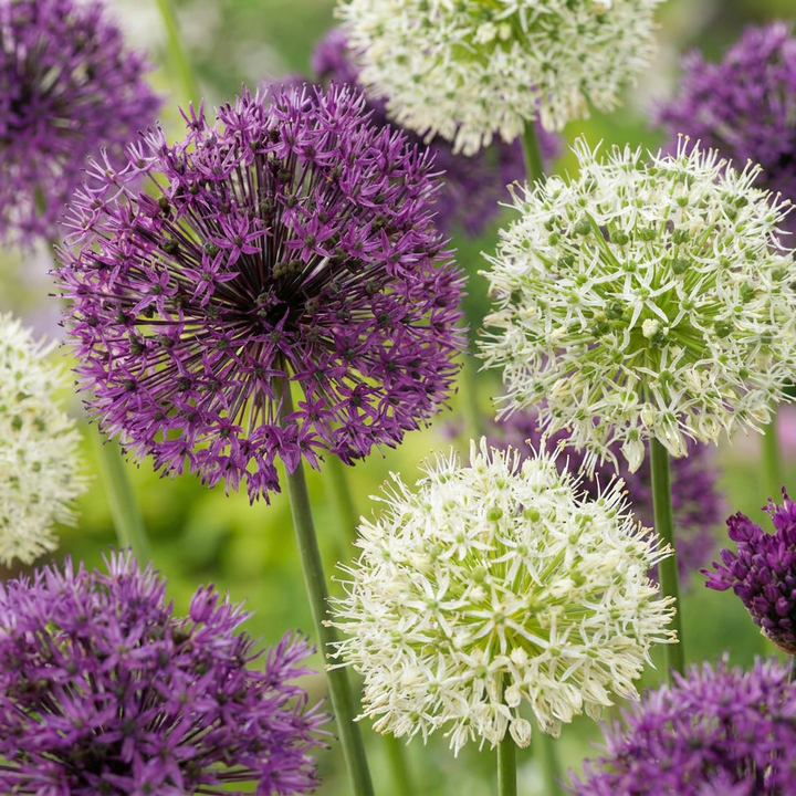 320x Allium Purple - White Mix - Mélange d'ails d'ornement pourpre et blanc - Pourpre et Blanc - Floraison estivale - Calibre 10/12