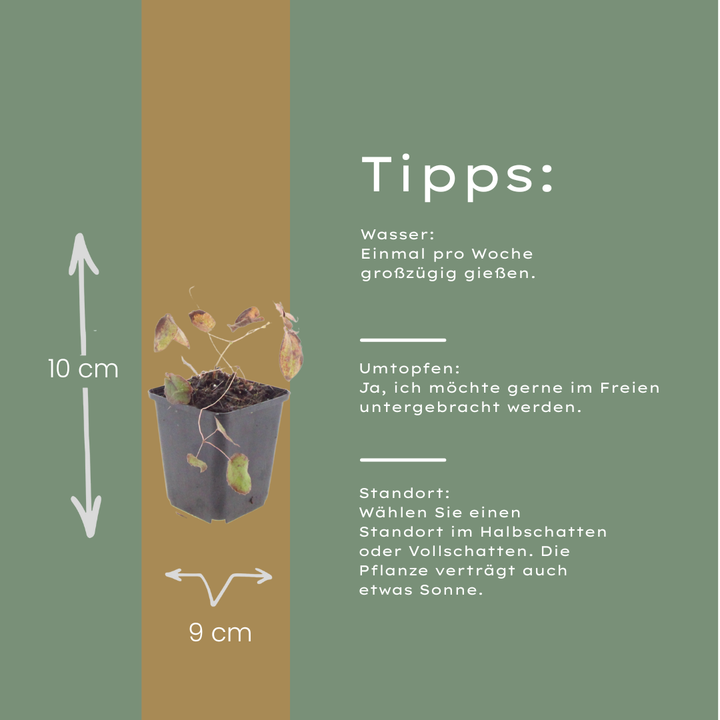 24x Epimedium rubrum - ↕10-25cm - Ø9cm