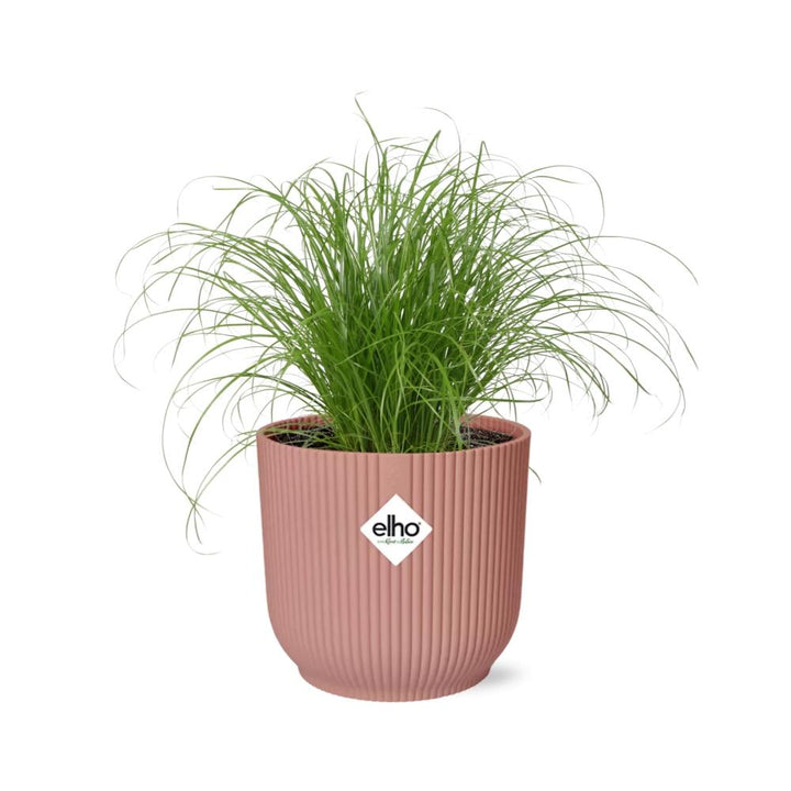 Umbrella Grass (Cyperus alternifolius 'Zumula') in a pink ELHO Vibes pot, view 2
