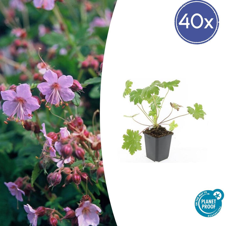 40x Bigroot Geranium 'Ingwersen's' - Hardy Pink Ground Cover - Ø9cm