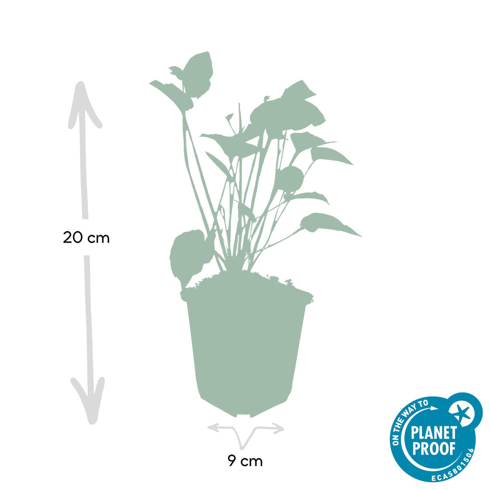 Persicaria amplexicaulis plant in 9cm pot, height 20cm, by Everspring, features green foliage.