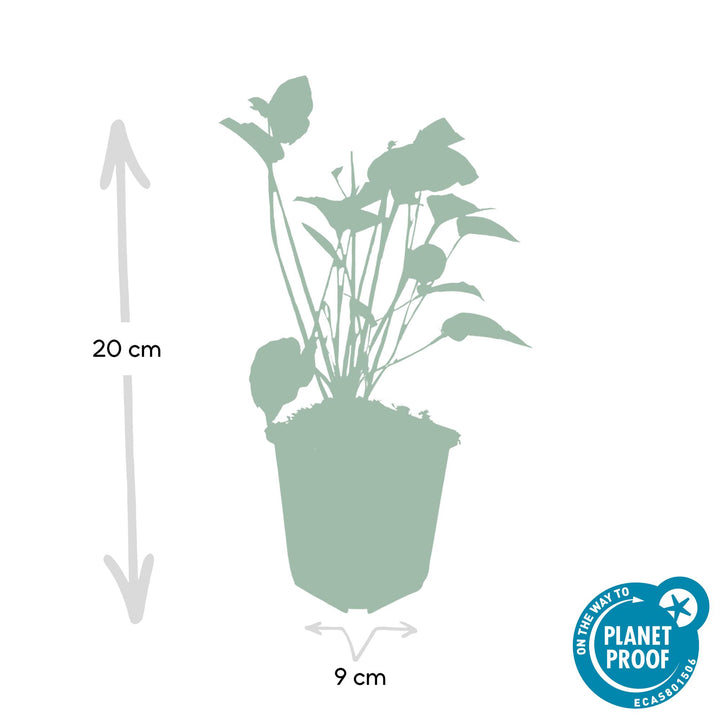 Persicaria amplexicaulis plant in 9cm pot, height 20cm, by Everspring, features green foliage.