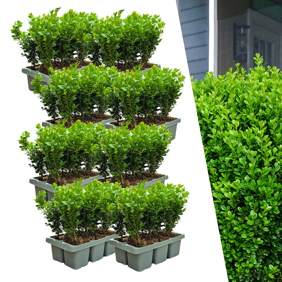 Buxus NewGen Freedom boxwood shrubs, pack of 48