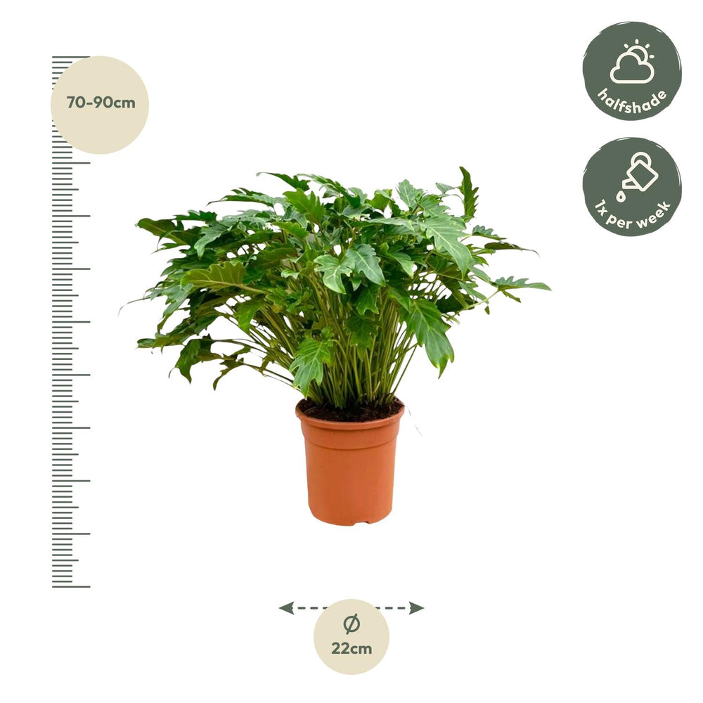 Philodendron Xanadu indoor houseplant with lush green foliage, 80cm tall, by Everspring, ideal for air purification.