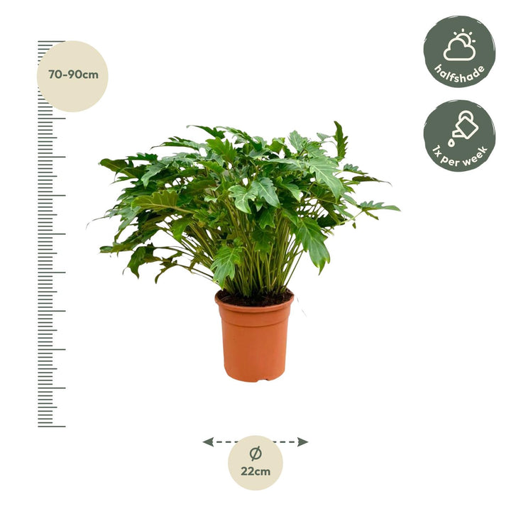 Philodendron Xanadu indoor houseplant with lush green foliage, 80cm tall, by Everspring, ideal for air purification.
