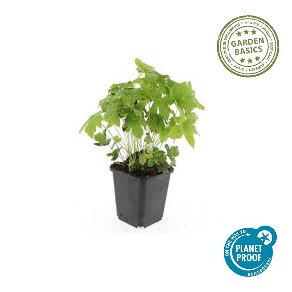 40x Geranium Nodosum - Hardy Purple Cranesbill - 10-25cm - 9cm Pot