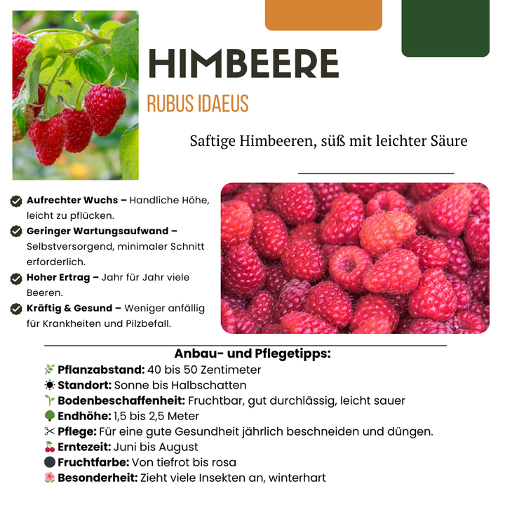 Organic Berry Fruit Plant Collection | Grow Your Own Fruit Starter Kit
