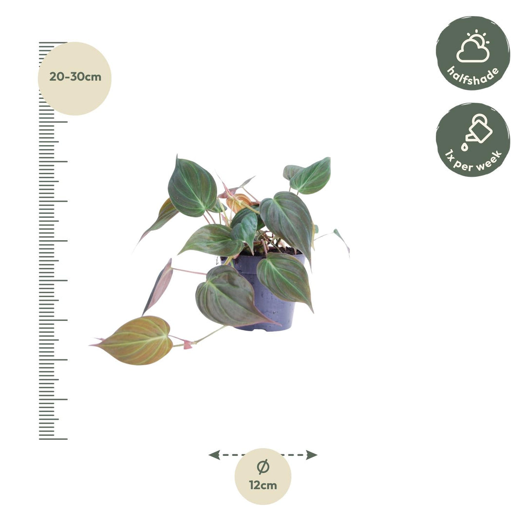 Philodendron Micans - Velvety Heart Leaf Trailing Houseplant