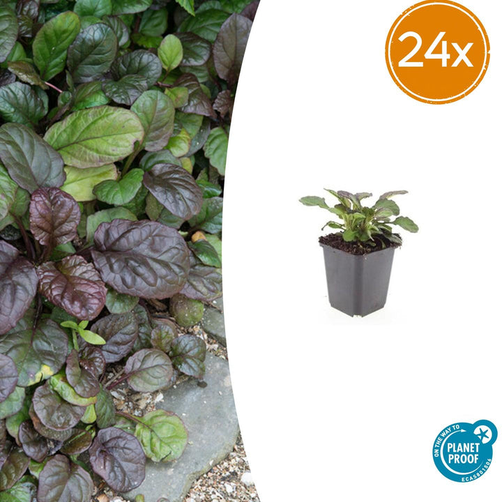 24x Ajuga Catlin's Giant - Robuste Bodendecker - 10-25cm