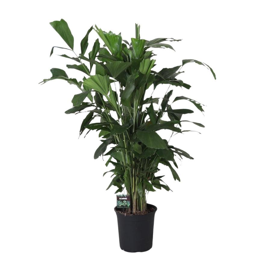 Fishtail Palm Caryota Mitis 120cm indoor tropical plant in a 24cm pot by Everspring, featuring lush green fronds.