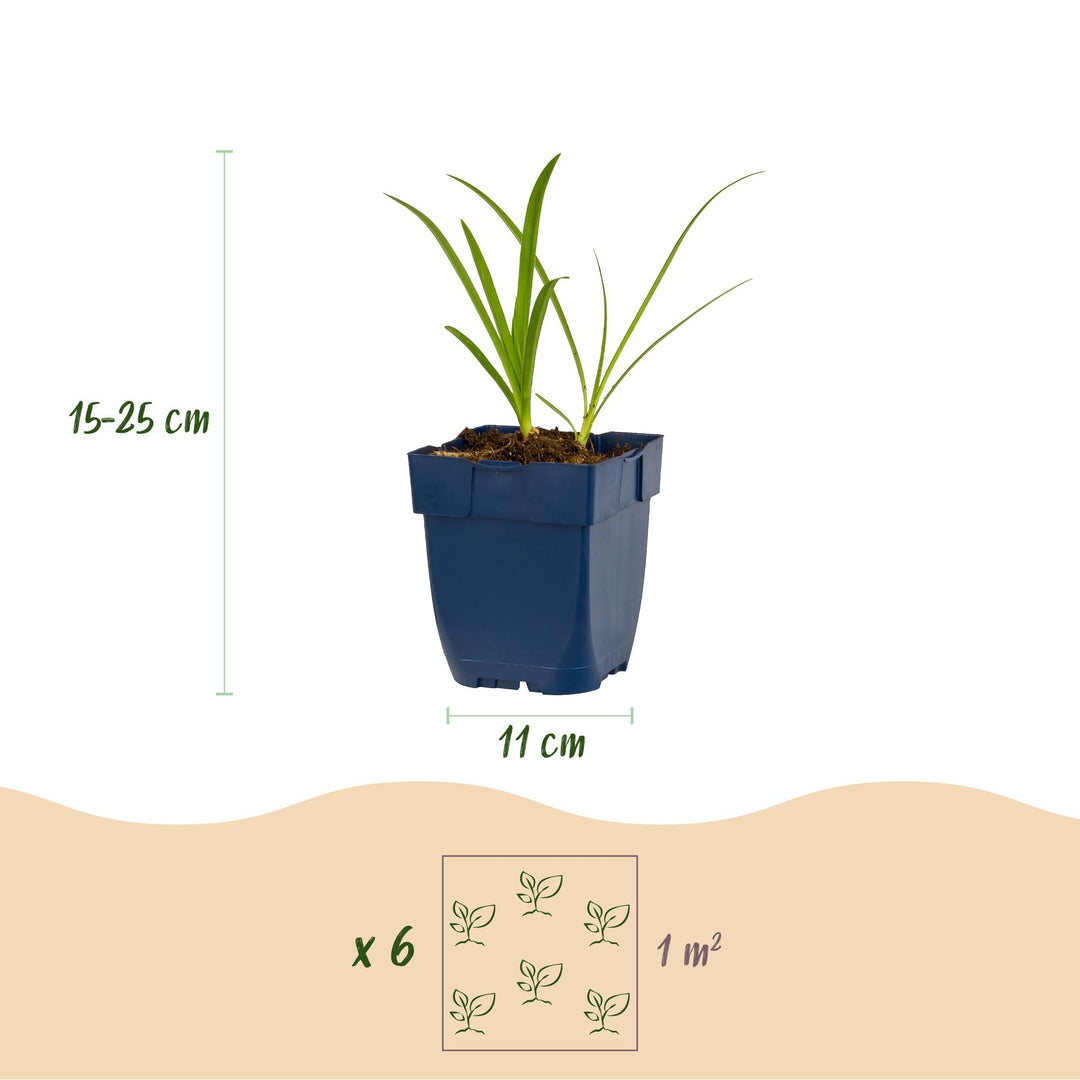 Plante vivace - Agapanthus africanus Albus - Lys africain - Attracteurs d'abeilles et de papillons - Blanc - 24 Plantes - Pot 11cm - Hauteur 15-25cm