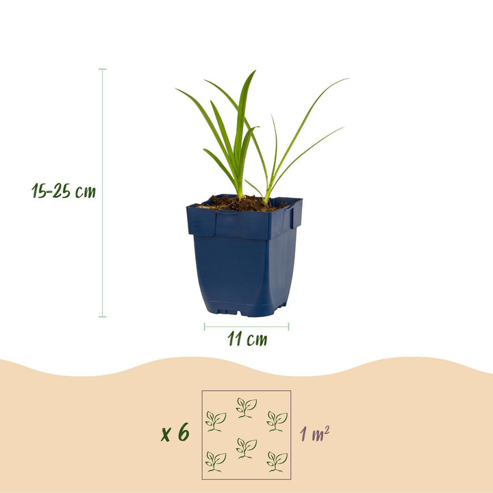 Plante vivace - Agapanthus africanus Albus - Lys africain - Attracteurs d'abeilles et de papillons - Blanc - 24 Plantes - Pot 11cm - Hauteur 15-25cm