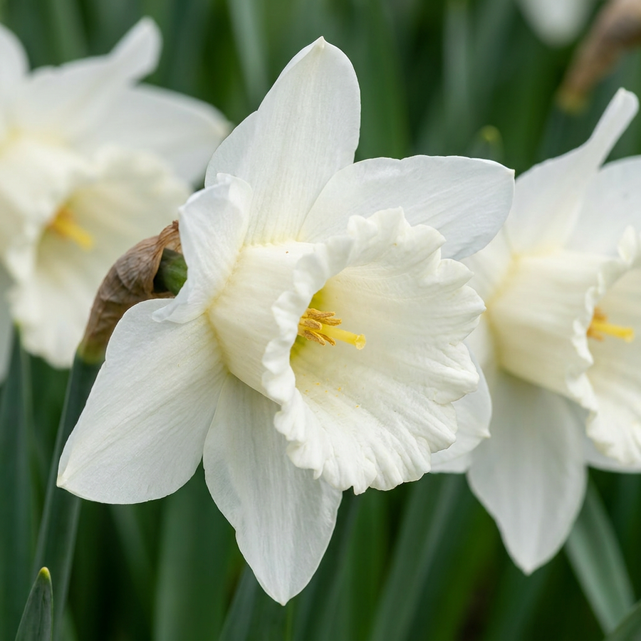 Narcissus Mount Hood daffodil bulbs, pack of 120
