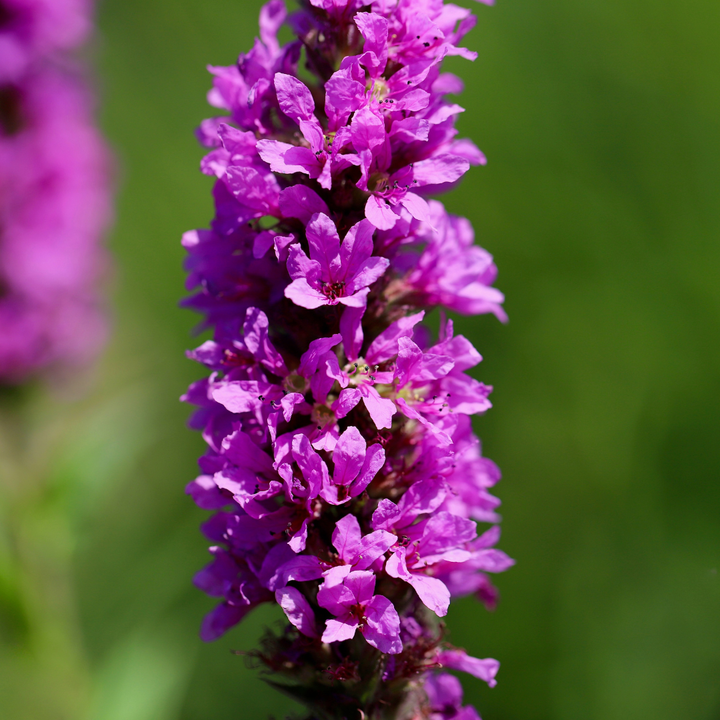 60x Lythrum salicaria - ↕10-25cm - Ø9cm