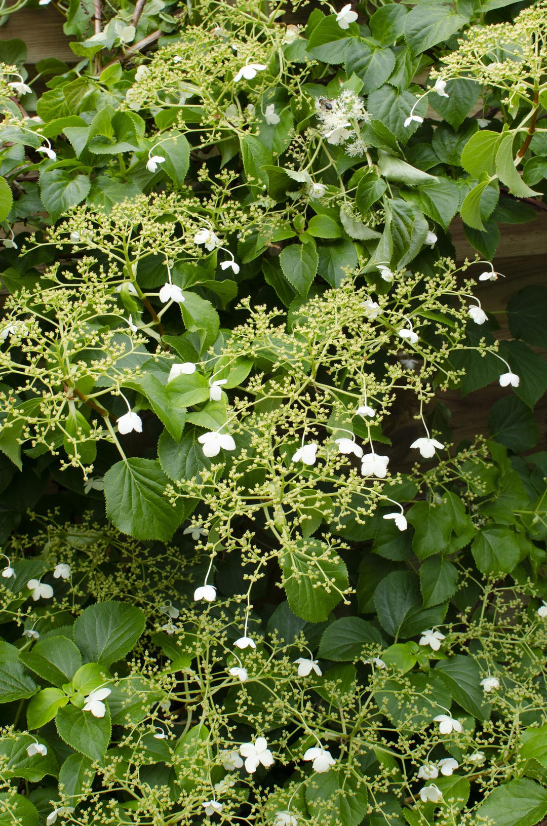 4x Climbing Hydrangea Petiolaris 65cm - Self-Clinging Shade Plant
