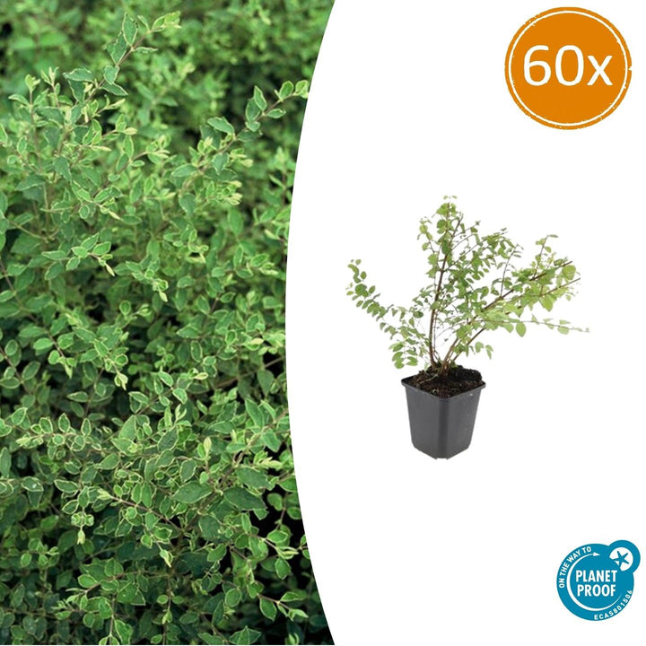 60x Symphoricarpos 'Hancock' Snowberry - Hardy Ground Cover - 10-25cm