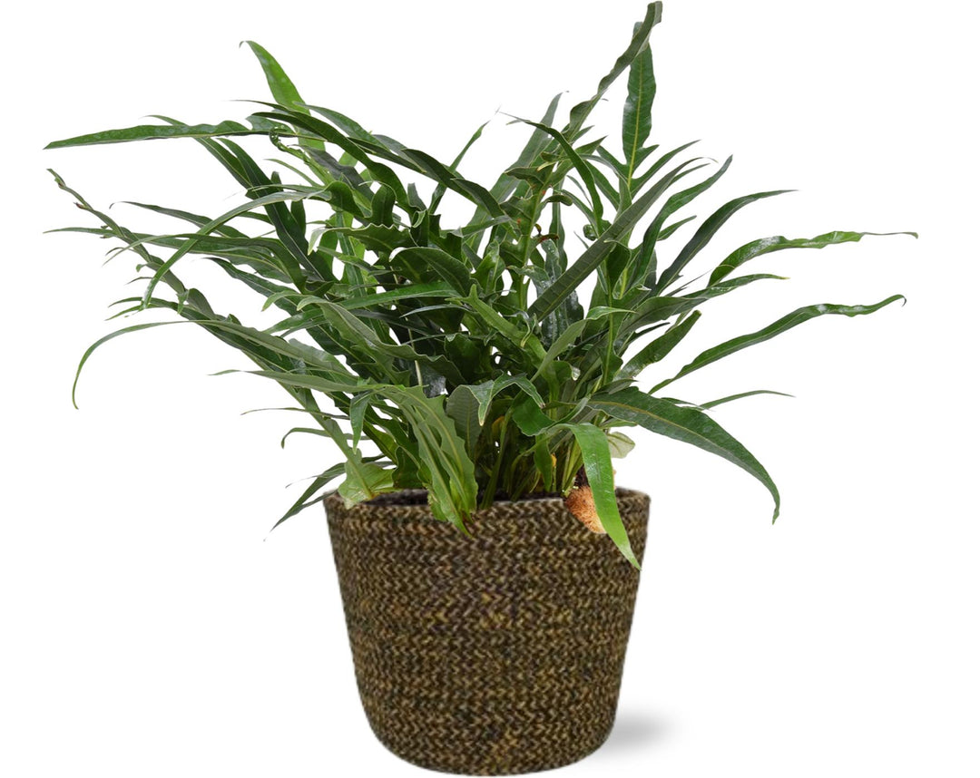 Aglaomorpha Coronans Oak Leaf Fern 45cm with Black Selin Pot