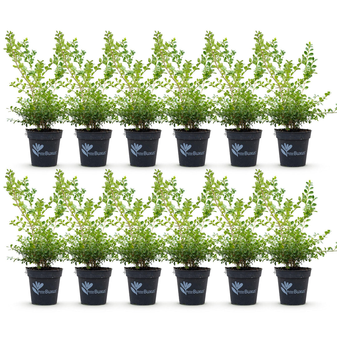 12 BetterBuxus Babylon Beauty box hedging plants in 13cm pots - view 2