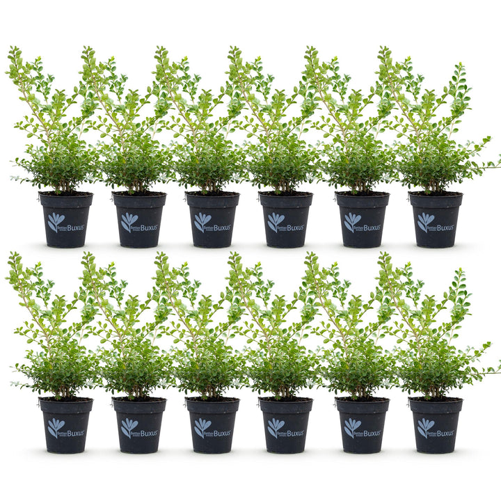 12 BetterBuxus Babylon Beauty box hedging plants in 13cm pots - view 2