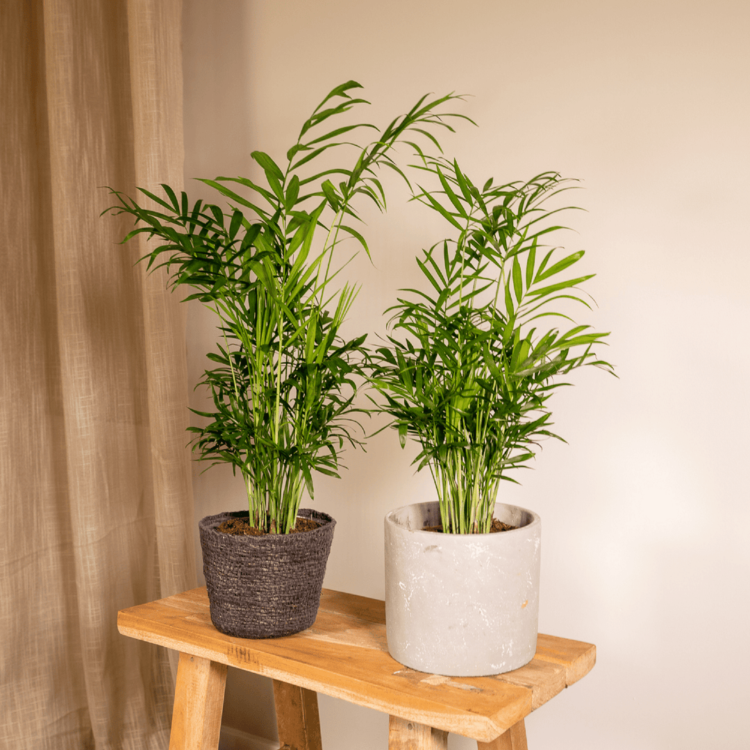 Chamaedorea Elegans Mexican Dwarf Palm - Indoor Plant 40cm