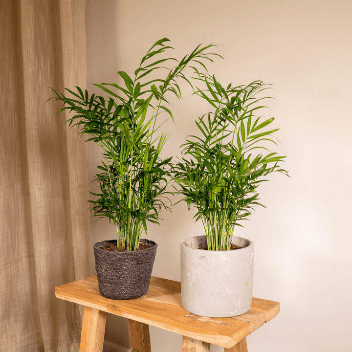 Chamaedorea Elegans Mexican Dwarf Palm - Indoor Plant 40cm