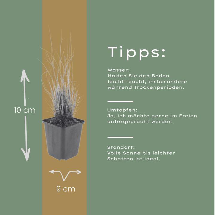 24x Calamagrostis brachytricha - ↕10-25cm - Ø9cm