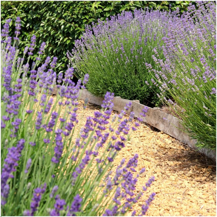 Set of 6 Lavandula angustifolia Felice® lavender plants in 12 cm pots with vibrant purple flowers
