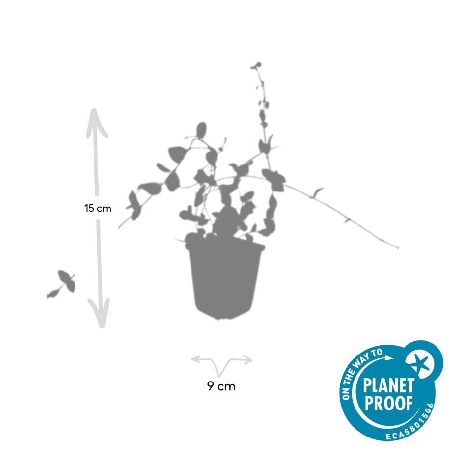 40x Vinca minor 'Blue and Gold' - Variegated Periwinkle Ground Cover - 10-25cm