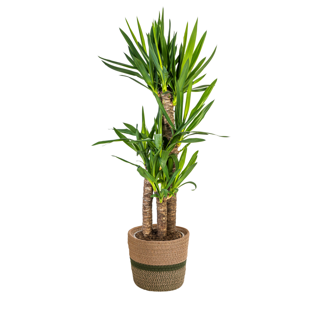 Yucca Elephantipes 90-110cm — Spineless Yucca in 21cm pot, with basket