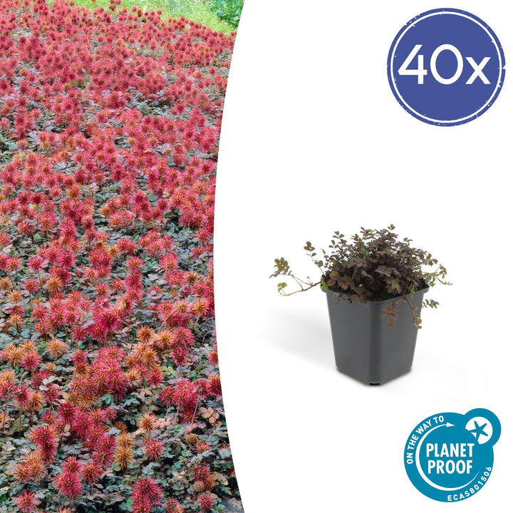 40x Acaena Kupferteppich - Bronze Ground Cover - 10-25cm - Ø9cm