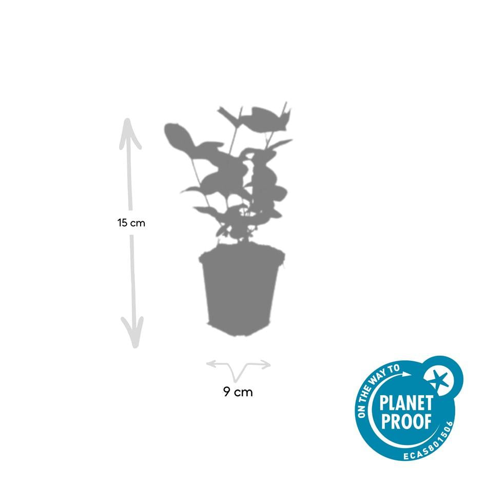 40x Hypericum inodorum 'Beauty' Plants - 10-25cm - 9cm Pot Bulk